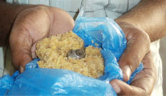Piece Of Iron Found in Tirumala Laddu